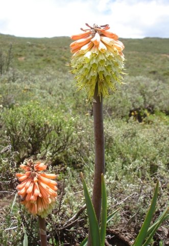 Kniphofia uvaria flowering in short veld